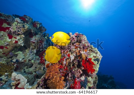   Butterfly Fish on Butterflyfish In The Red Sea  Stock Photo 64196617   Shutterstock