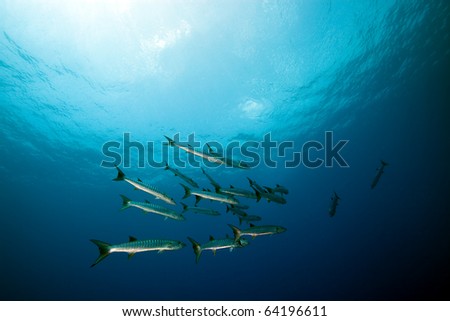 Great barracuda in the Red Sea.
