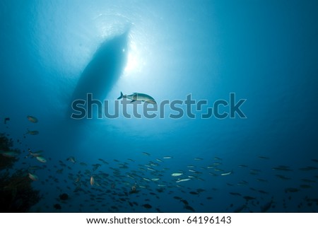 Fish and coral in the Red Sea.