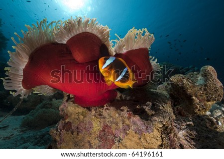 Anemonefish in the Red Sea.