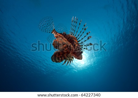 Lionfish in the Red Sea.