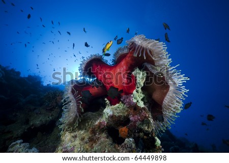 Anemone and fish in the Red Sea.
