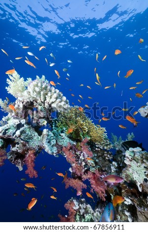 Fish, ocean and coral.