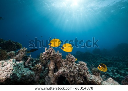 Masked butterfly fish and tropical reef in the Red Sea.