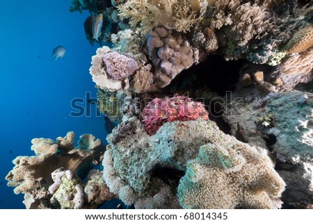 Tropical reef and stone fish in the Red Sea.