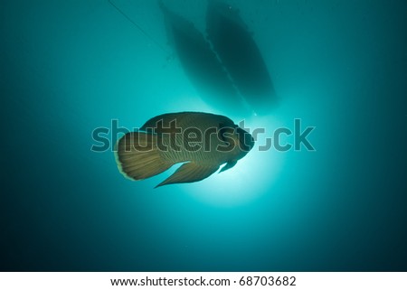Napoleon wrasse and boats in the Red Sea.