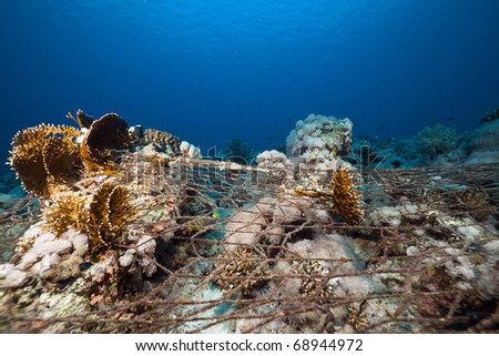 Fishing net lost on tropical reef in the Red Sea.