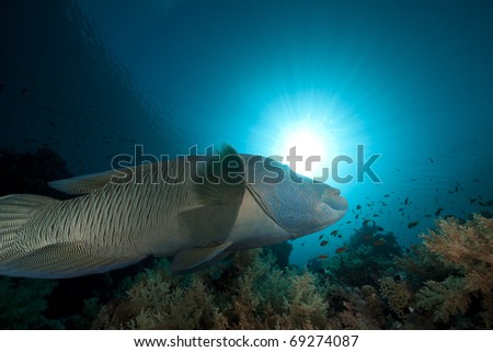 Napoleon wrasse and tropical underwater life in the Red Sea.