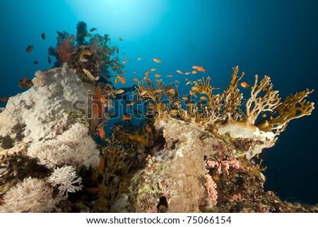 Coral reef and reef fish in the Red Sea.