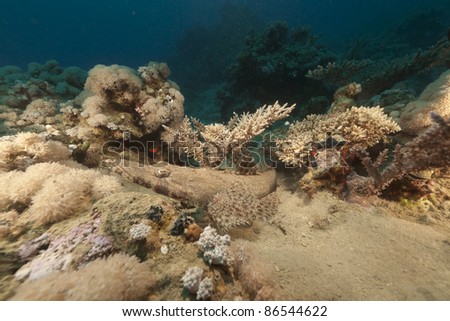 Tropical underwater life in the Red Sea.