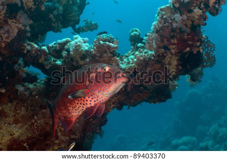 Coral grouper in the Red Sea.