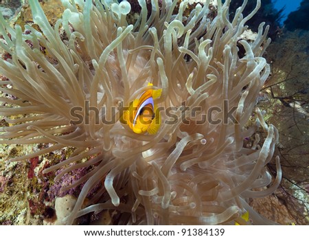Anemonefish and magnificent anemone in the Red Sea.