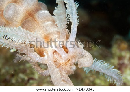 Black mouth sea cucumber  in the Red Sea