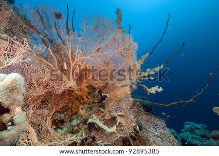 Fan coral and fish in the Red Sea