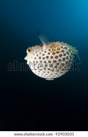 Yellowspotted burrfish in the Red Sea