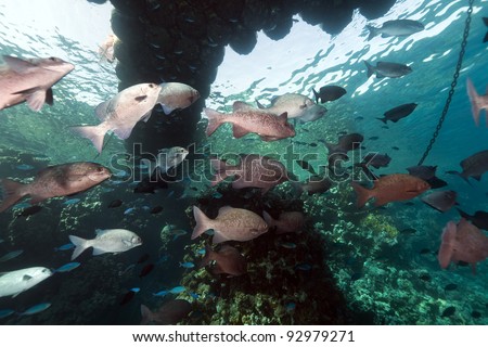 Fish under a floating pier in the Red Sea
