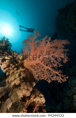 Triopical underwater world and diver in the Red Sea