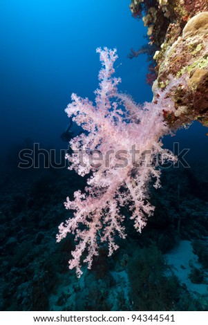 Triopical underwater world in the Red Sea