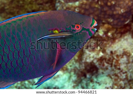 Parrotfish in de Red Sea