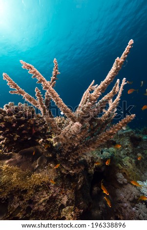 The magnificent underwater world of the Red Sea