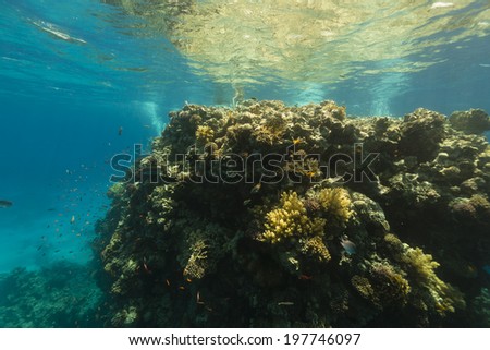 The aquatic life in the Red Sea
