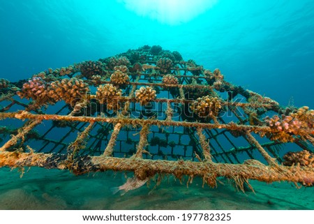 Artificiel reef and the aquatic life in the Red Sea