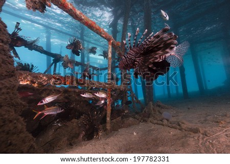 Lionfish under a landing-stage in the Red Sea