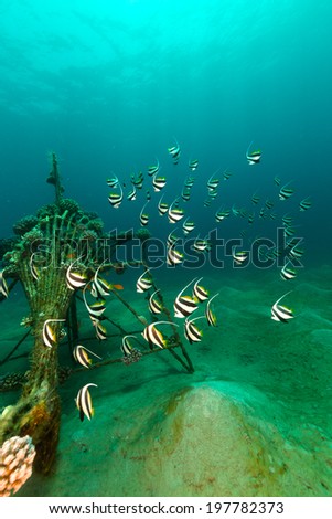 Schooling bannerfish and the aquatic life in the Red Sea