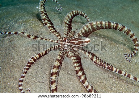 Mimic octopus in the Red Sea.