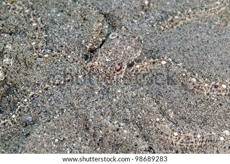 Mimic octopus in the Red Sea.