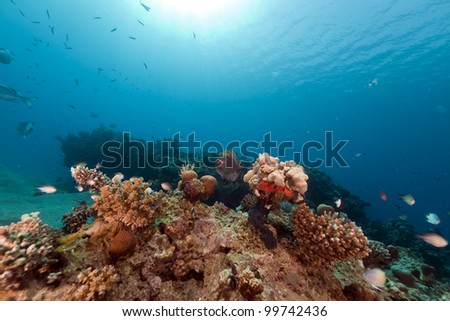 Fish and tropical reef in the Red Sea