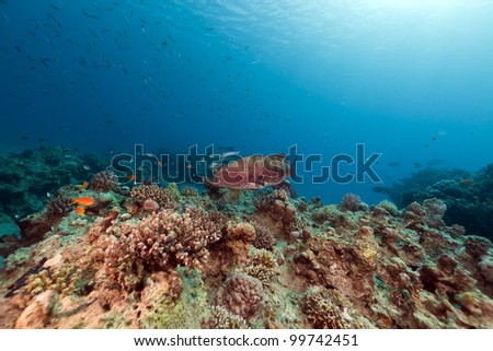 Coral grouper and tropical reef in the Red Sea.