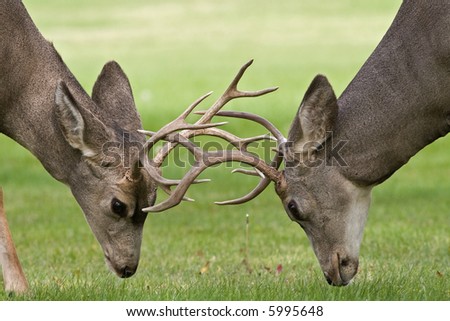 Two Montana mule deer bucks fighting portrait.