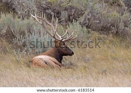 Royal bull elk resting in prairie sagebrush.