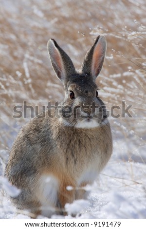 Montana Cottontail Rabbit In Winter