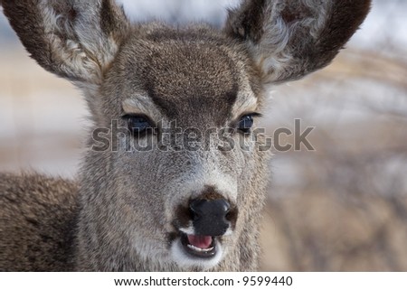 Mule Deer Close-up With Mouth Open
