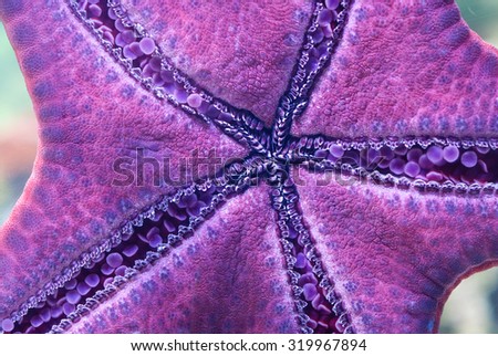 View an exotic underwater starfish.