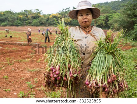 POP PRA, TAK, THAILAND - OCTOBER27, 2015 : Unidentified Myanmar migrant worker is collecting shallots from the field at Ruamthai Pattana, Pop Pra, Tak, Thailand