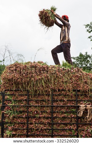 POP PRA, TAK, THAILAND - OCTOBER27, 2015 : Unidentified Myanmar migrant worker is loading shallots into truck to send a distribution point in the city at Ruamthai Pattana, Pop Pra, Tak, Thailand
