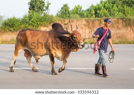 MAE SOT, TAK,  THAILAND - OCT31 : Unidentified man is taking the big bull breeder across the street  at Mae Sot, TAK, THAILAND on OCTOBER31, 2015
