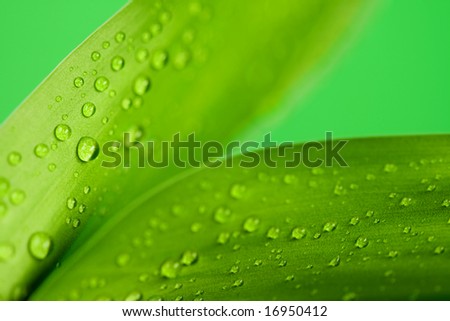 Green bright of a bamboo plant with drops