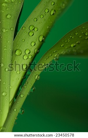 Three part of bamboo leaves and drops on it