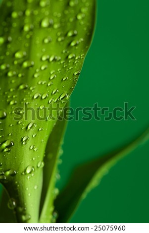 Green bamboo leaves with water drops
