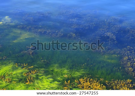Water Beds Sleeping  Ocean on Green And Yellow Algae In The Ocean Floor Stock Photo 27547255