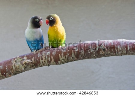 Masked Lovebirds on branch (watching each other)