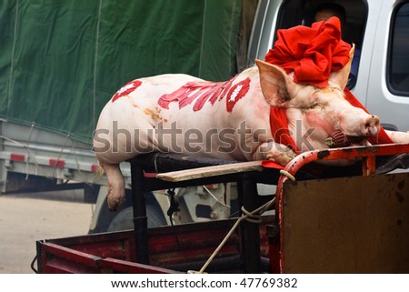 LUOPING TOWN - AUGUST 26: A pig is carried on a cart in a funeral procession as a present for the deceased in the afterlife on August 26, 2009 in Luoping Town, Qujing County, Yunnan Province, China.