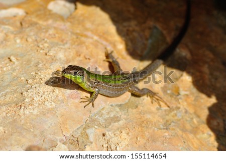 Close up shot of a small green lizard on a yellow rock, focus on eye and bokeh background.