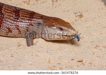 Blue-tongued skink (Tiliqua scincoides) female