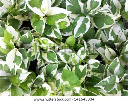Devil\'s Ivy variegated Pothos leave for background