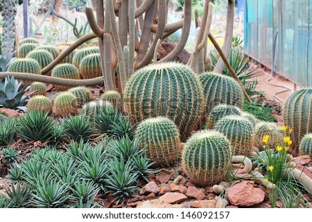golden barrel cactus in desert garden